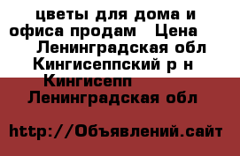 цветы для дома и офиса продам › Цена ­ 200 - Ленинградская обл., Кингисеппский р-н, Кингисепп   »    . Ленинградская обл.